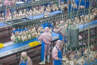 乳山預制菜企業實現年銷售額近10億元，飼料原料銷售雙輪驅動