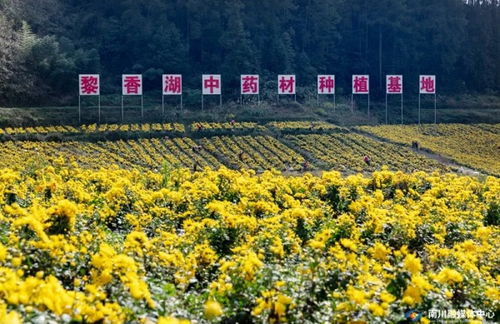點草成金，融智興業——看南川中醫藥科技新生與產業蝶變