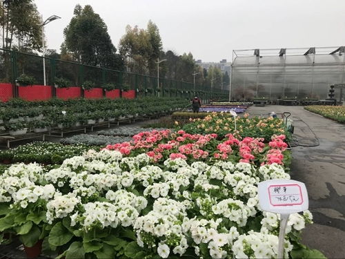 溫江花卉產(chǎn)業(yè)復(fù)蘇與中草藥科技咨詢的雙重奏 春回大地，科技賦能