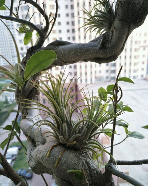 零成本打造精品中草藥盆栽 8個(gè)居家再生技能全攻略