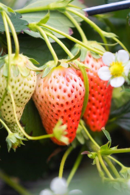 山東好景 濟(jì)南推出中草藥科技培育的“放心草莓”，引領(lǐng)健康飲食新風(fēng)尚