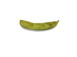 綠色食品與中草藥科技 從田間到健康的智慧融合